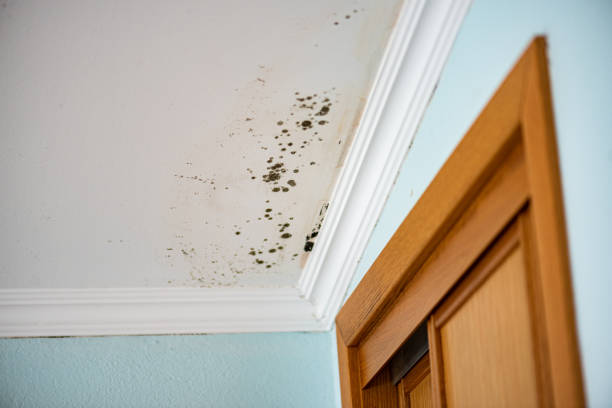 Best Industrial Mold Remediation in Sunset Hills, MO