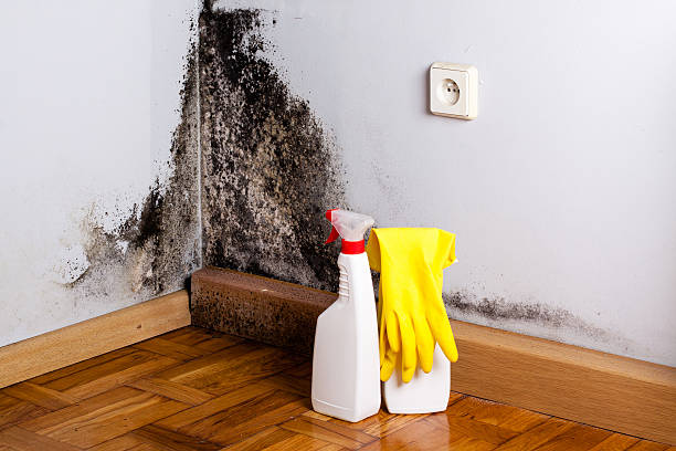 Best Basement Mold Remediation in Sunset Hills, MO